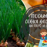 Лукови комплекти в открита земя - кога и как да засадите